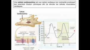 HLBI404_physio cardiovasculaire_CM3_série A_diapo 61 à 99