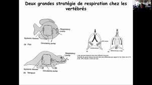 CM5. Le système respiratoire chez les vertébrés.