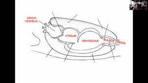 CM7. Anatomie et Evolution du Coeur