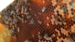 Le GNUM et les abeilles à l'UM2.