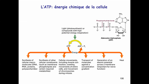 CM2 Bio Cell Considerations Métaboliques 2020_21