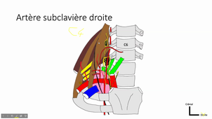 17/02/2023	08h00	10h00	Tête et Cou - CM4	Pr Captier	Amphi Anatomie	DFGSM2