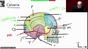 DFGSM2 - CM 1 - Tête et cou - Ostéologie et région crâne - Pr.Captier