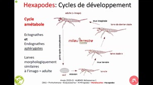 HAV408H - Zoologie - ARTHROPODES MANDIBULATES HEXAPODES 2