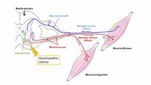 16/03/2023	18h00	20h00	Conférence Neurologie dfasm1		Rondelet	DFASM1