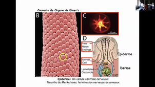 CM14. Systeme nerveux des vertébrés.