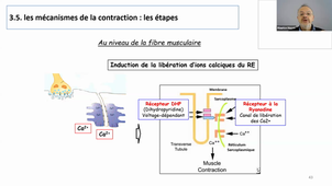 Pass Ecue PHG - Pr.Hayot - Partie 2 - 13.11.25