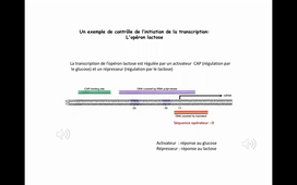 La régulation de l'expression génique 1