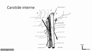 23/02/2023	13h30	15h30	Tête et Cou - CM5	Pr Captier	Amphi Anatomie	DFGSM2