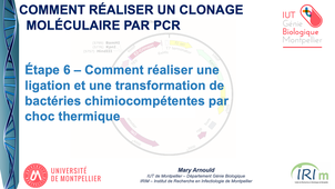 Clonage moléculaire par PCR - Étape 6 – Comment réaliser une ligation et une transformation bactérienne
