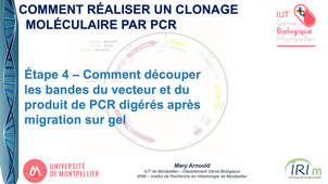 Clonage moléculaire par PCR - Étape 4 - Comment découper les bandes après migration sur gel