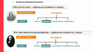 DU_STA_Bases biologiques chez les poissons-classification