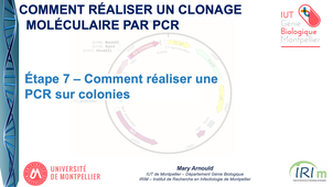 Clonage moléculaire par PCR - Étape 7 – Comment réaliser une PCR sur colonie
