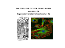 BIOLOGIE - EXPLOITATION DE DOCUMENTS :  Organisation fonctionnelle de la cellule - 5ème Partie 'Le cytosquelette'