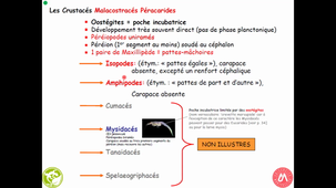 HAV408H - Arthropodes Mandibulates Crustacés (3)