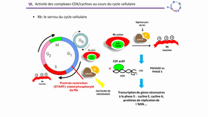 Cycle cellulaire 2/4