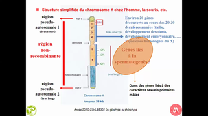 HAV409B -Cas des Mammifères - Déterminisme du Sexe