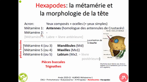 HAV408H - Zoologie - ARTHROPODES MANDIBULATES HEXAPODES 1