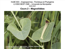 CM2 HLBE603 Magnoliidées