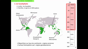 Be402-CM10 Gymnospermes