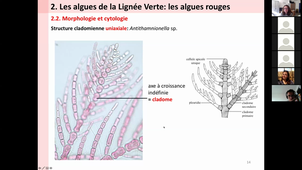 HLBE402 - Les algues rouges et algues brunes - BBEC
