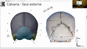 DFGSM2 UE - Tete et cou - Ostéologie et région crâne - Pr.Captier - 03/02/26