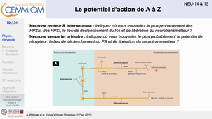 NeurophysiologieBases_video4_Gasq_2024.mp4