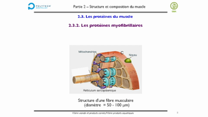 Chapitre II - Viande - Poisson - Support sonorisé Les protéines myofibrillaires