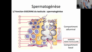 20-10-22-DFGSM2-CM-Reproduction et fertilité-Noémie Ranisavljevic