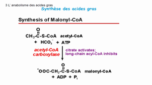 LES ACIDES GRAS SONORISE PART3