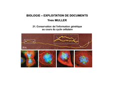 BIOLOGIE – EXPLOITATION DE DOCUMENTS : Organisation fonctionnelle de la cellule - 21ème Partie « Conservation de l’information génétique au cours du cycle cellulaire »