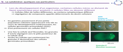 Cycle cellulaire 4/4