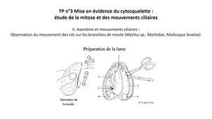 HLBI101_Cils branchies_moule