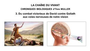 3. La Chaîne du Vivant - Chroniques Biologiques d’Yves Muller - Du combat victorieux de David contre Goliath aux voies nerveuses de notre vision
