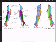 01-09-22-DFGSM2-Appareil neurosensoriel-CM3 et 4-M Bertrand