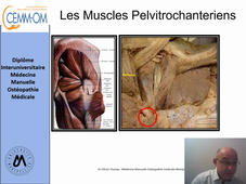 Anatomie de la region glutéale