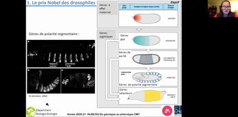 Cours 7 - La part du développement embryonnaire 2