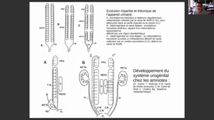 CM15. Excretion chez les vertébrés