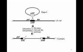 course M1 Developmental genetics 12112020