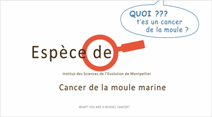 Cancer de la moule marine