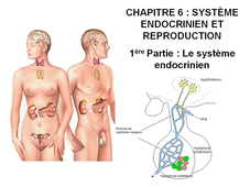 DAEU B – Cours de Biologie Chapitre 6 – Système endocrinien et reproduction 1ère Partie : Le système endocrinien