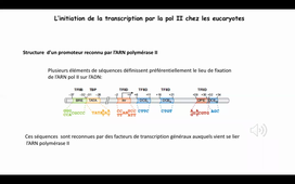 La transcription chez les eucaryotes HLBI307