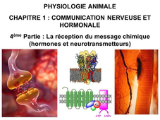 LICENCE DE BIOLOGIE Cours de Physiologie animale  CHAPITRE 1 : COMMUNICATION NERVEUSE ET HORMONALE  4ème Partie : La réception du message chimique (hormones et neurotransmetteurs)