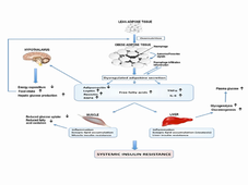 UE de Nutrition DFGSM3, cours sur la prise alimentaire de K. Lambert-Cordillac,