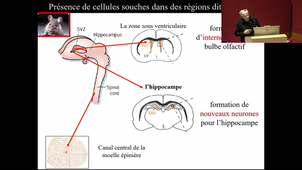 M2S1_Pr.Hugnot_Cellules souches et réparation du système nerveux_19/11/2024